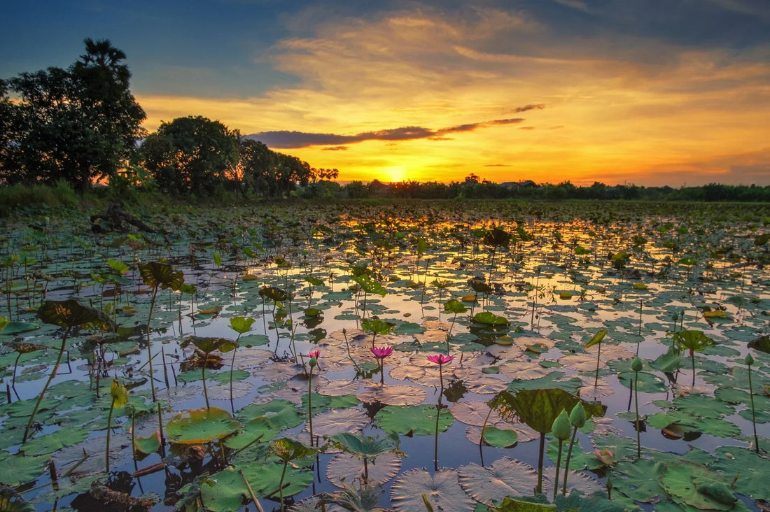 Sunset over a lotus-filled pond in Madhubani, Bihar, where farmers harvest water lily seeds (makhana).